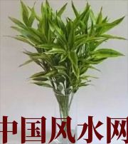 濮阳十二生肖养什么植物最旺财运？你知道吗！